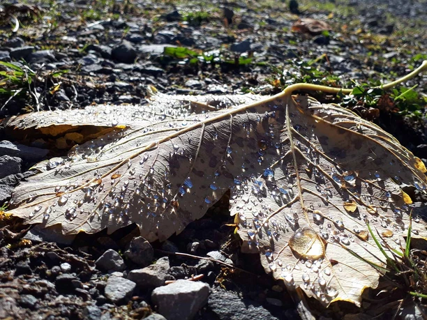 schaetze-iseltwald-herbst-blatt-regentropfen-boden.jpg