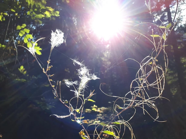 schaetze-iseltwald-pflanze-im-wald-mit-sonne.jpg