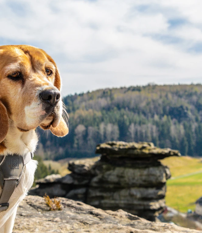 Die Sächsische Schweiz mit dem Hund erleben | Foto: Tobias Beyer