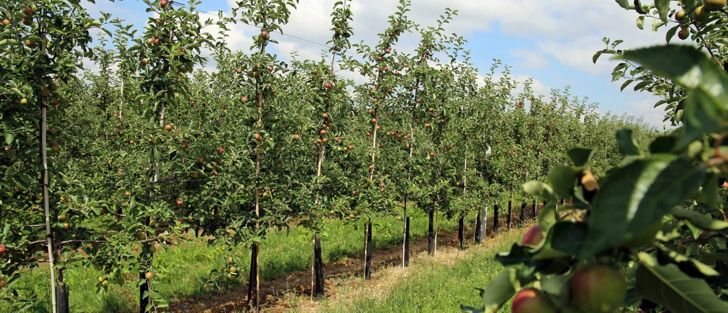 Reife Äpfel im Sächsischen Obstland | Foto: Andreas Schmidt Reife Äpfel im Sächsischen Obstland | Foto: Andreas Schmidt