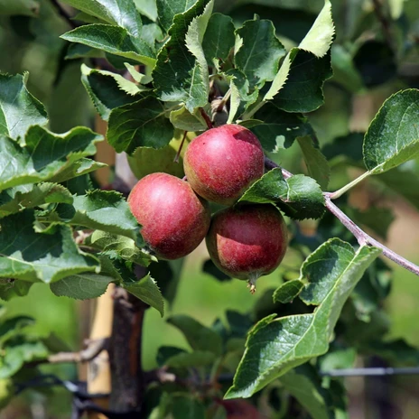 Üppig wächst das Obst im Sächsichen Obstland | Foto: Andreas Schmidt