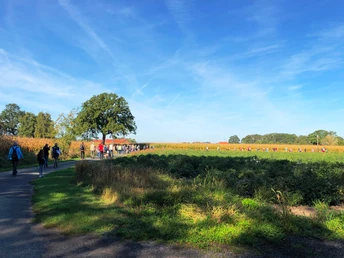 Eine lange Gruppe von Menschen wandert an einem sonnigen Tag entlang eines Pfades neben einem Maisfeld.
