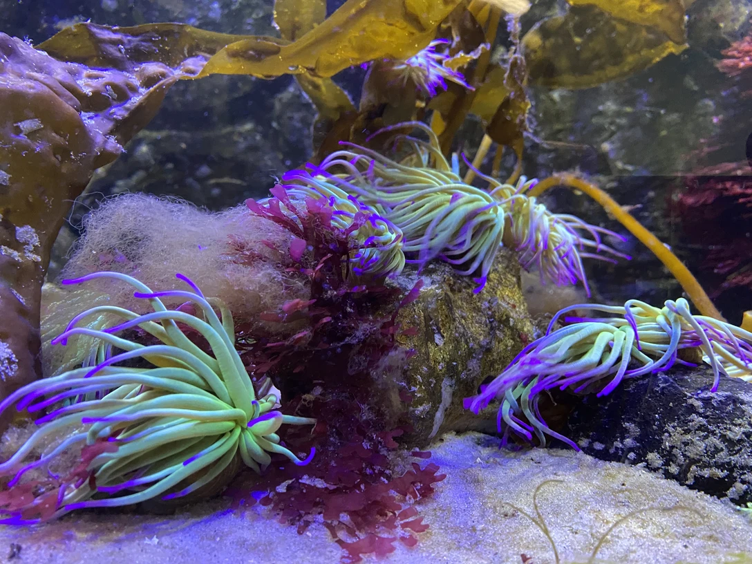 Noordzee-aquarium Borkum