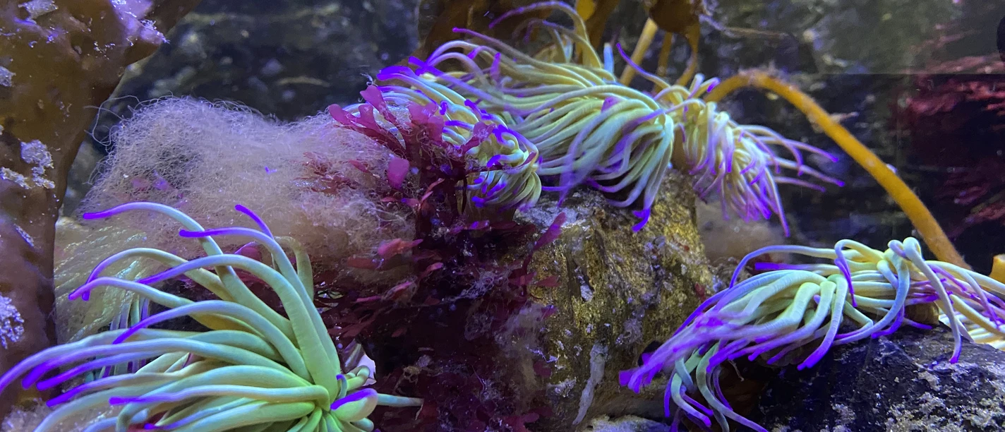 Nordsee Aquarium Borkum Nordsee Aquarium Borkum