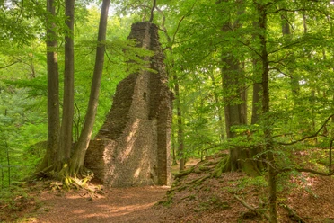 Burgruine Neuenberg Ruine einer alten Steinmauer im dichten, grünen Wald, umgeben von hohen Bäumen.