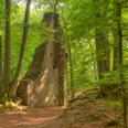 Burgruine Neuenberg Ruine einer alten Steinmauer im dichten, grünen Wald, umgeben von hohen Bäumen.