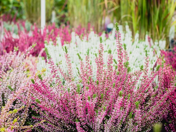 Heidemarkt Aurich Heidemarkt Aurich