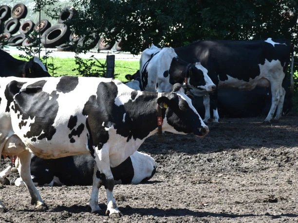 Milchkühe auf Brunkshof Milchkühe auf Brunkshof