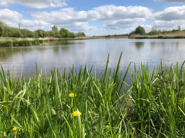 Süßwasserwatt Aper Tief Das Bild zeigt das malerische Süßwasserwatt Aper Tief, umgeben von grünem Schilf und unter blauem Himmel.