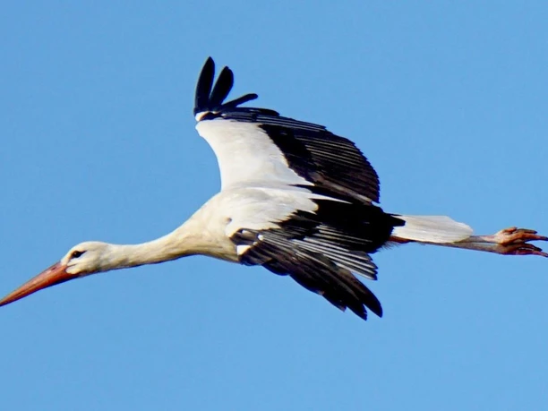 Storch am Aper Tief Ein Weißstorch gleitet majestätisch mit weit ausgebreiteten Flügeln vor einem tiefblauen Himmel.