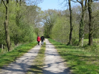 Spaziergang im Loher Forst Ein grün gesäumter Waldweg im Loher Forst, auf dem ein Paar spazieren geht. Die Sonne scheint.