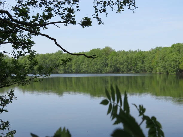 Kieskuhle Roggenmoor Ein ruhiger See inmitten üppig grüner Wälder, mit spiegelglatter Wasseroberfläche, umrahmt von sanft geschwungenen Bäumen und sanftem Tageslicht, das eine friedliche Atmosphäre schafft.