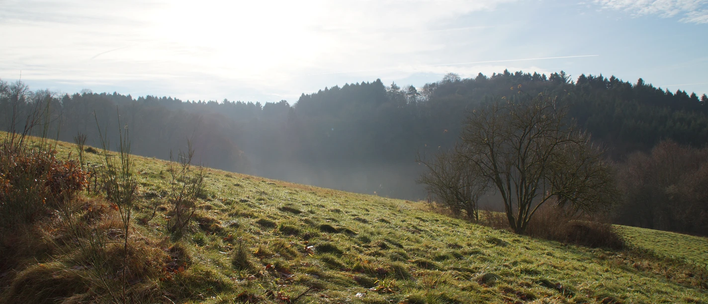wandern in Wermelskirchen Wiesenlandschaft in sanftem Morgenlicht mit Hügeln und Bäumen im Hintergrund unter leicht bewölktem Himmel.