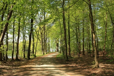 Schlosspark-Rastede-Bäume-Sommer-min.jpg