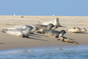 _93K6264b.jpg Seehunde liegen entspannt am Sandstrand der Nordsee, sonnengeflutet vor klarem blauen Himmel.
