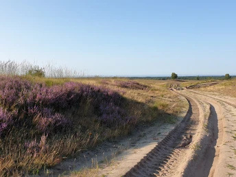 Heideblüte Lila Heideblüten erstrecken sich entlang eines sandigen Weges, umgeben von grüner Vegetation.