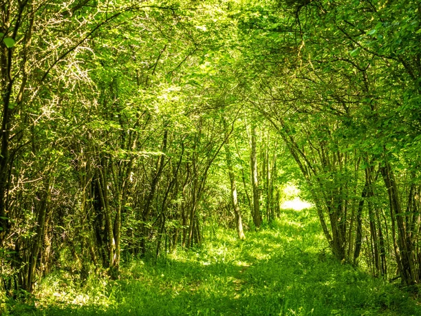 Grünes Blätterdach auf der Eifelgold Route im NaturWanderPark delux