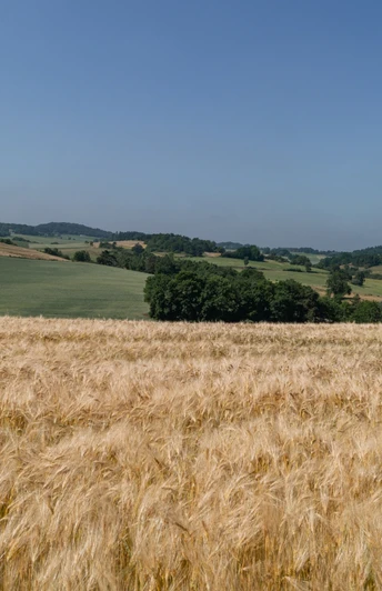 Eifelspur Kräuterpfad - Blick über Felder