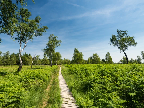 Steg in der Struffelt Heide am Eifelsteig