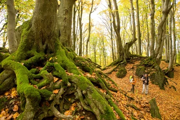Der Herbstwald auf der Etappe 10 des Eifelsteigs