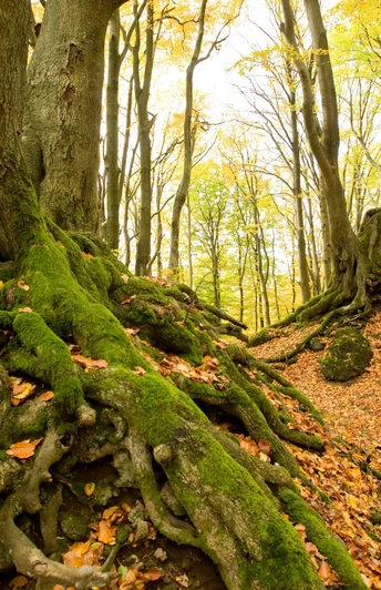 Der Herbstwald auf der Etappe 10 des Eifelsteigs