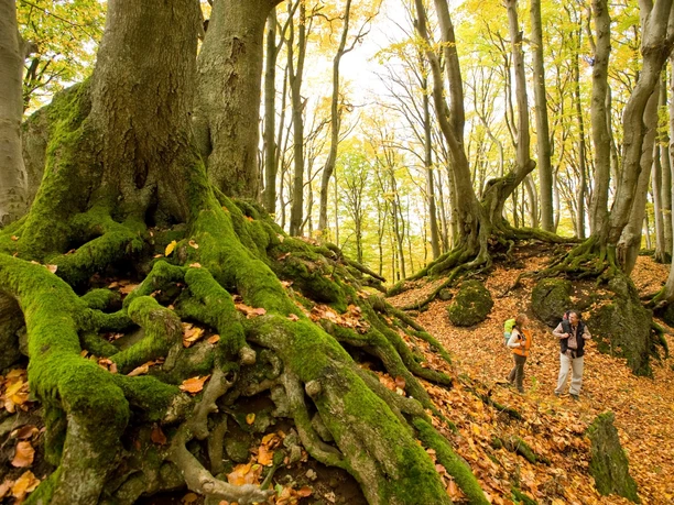 Der Herbstwald auf der Etappe 10 des Eifelsteigs