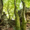 Felsen bei der Mandrack Passage im NaturWanderPark delux