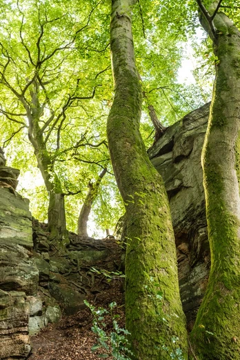 Felsen bei der Mandrack Passage im NaturWanderPark delux