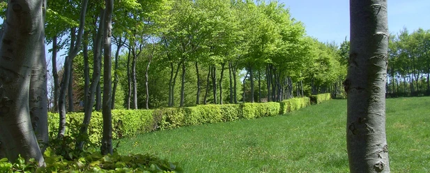 Wanderweg Heckenlandroute: Entlang der Buchenhecken wandern
