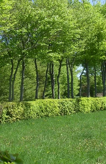 Wanderweg Heckenlandroute: Entlang der Buchenhecken wandern