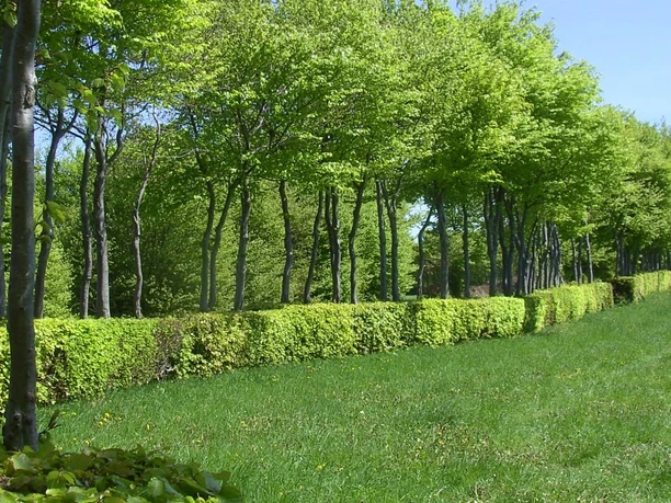 Wanderweg Heckenlandroute: Entlang der Buchenhecken wandern
