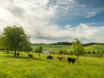 Muße Platz Ellscheid