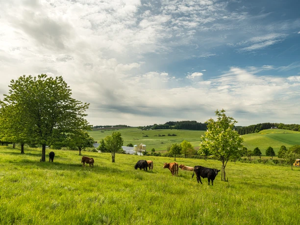 Muße Platz Ellscheid