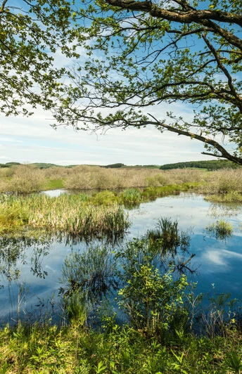 Naturschutzgebiet Murmes