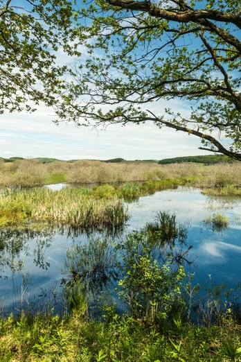 Naturschutzgebiet Murmes
