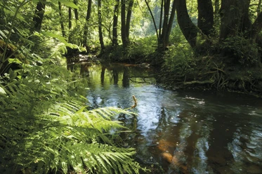 Der Fluss Irsen auf dem Irsenpfad