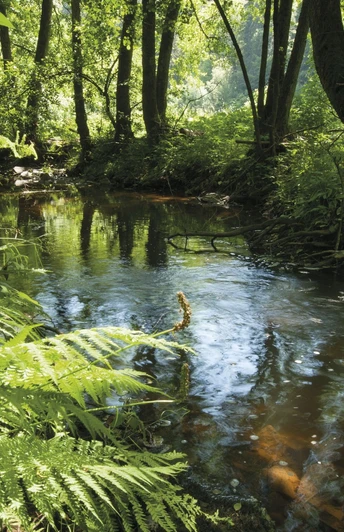 Der Fluss Irsen auf dem Irsenpfad