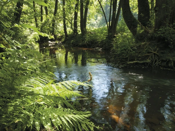 Der Fluss Irsen auf dem Irsenpfad