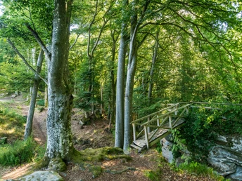 Idyllischer Wanderweg an der Schankweiler Klause auf dem Klausnerweg