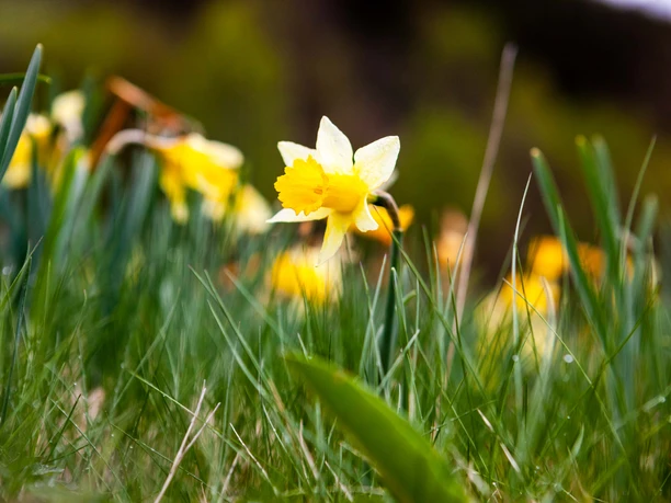 Wilde Narzissen an der Klosterroute