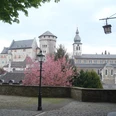 Burg Stolberg mit blühender Kirsche
