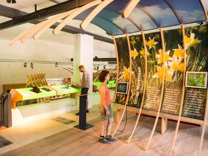 Ausstellung zu den wilden Narzissen im Nationalpark Eifel Tor in Monschau-Höfen