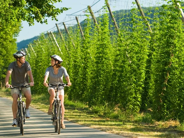 Prüm-Radweg: Hopfenfelder bei Holsthum