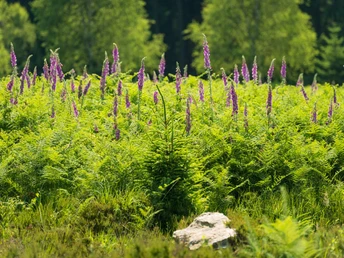 Fingerhut am Wanderweg Struffeltroute