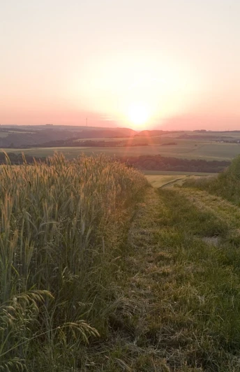 Eltzer Burgpanorama - Feld bei Wierschem