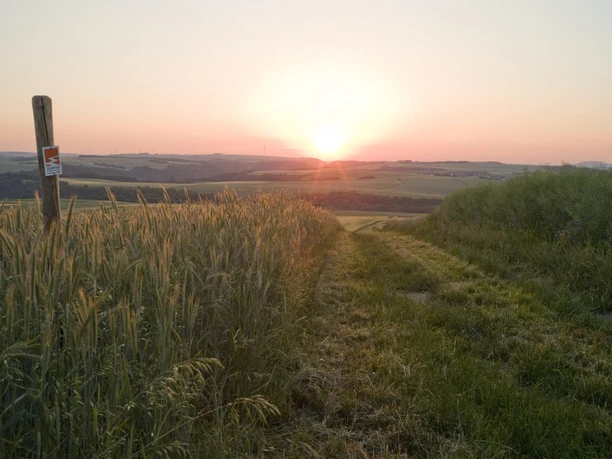 Eltzer Burgpanorama - Feld bei Wierschem