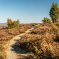 Wandern durch Heide und Wacholder auf dem Traumpfad Wacholderweg
