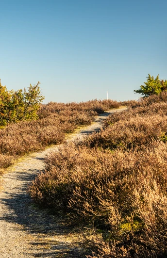 Wandern durch Heide und Wacholder auf dem Traumpfad Wacholderweg