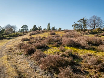 Wanderweg Traumpfad Wacholderweg
