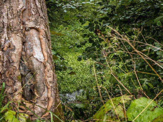 Bachlauf an den Siebenquellen Ein Bachlauf schlängelt sich durch dichtes Grün, umgeben von saftigem Laub und einem Baumstamm.
